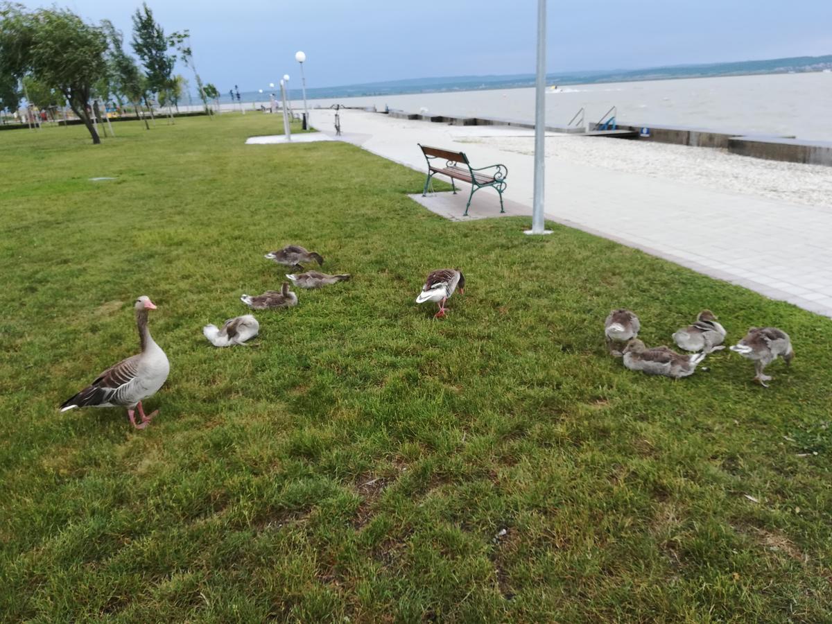 Ferienwohnungen Feldsee Illmitz Eksteriør bilde