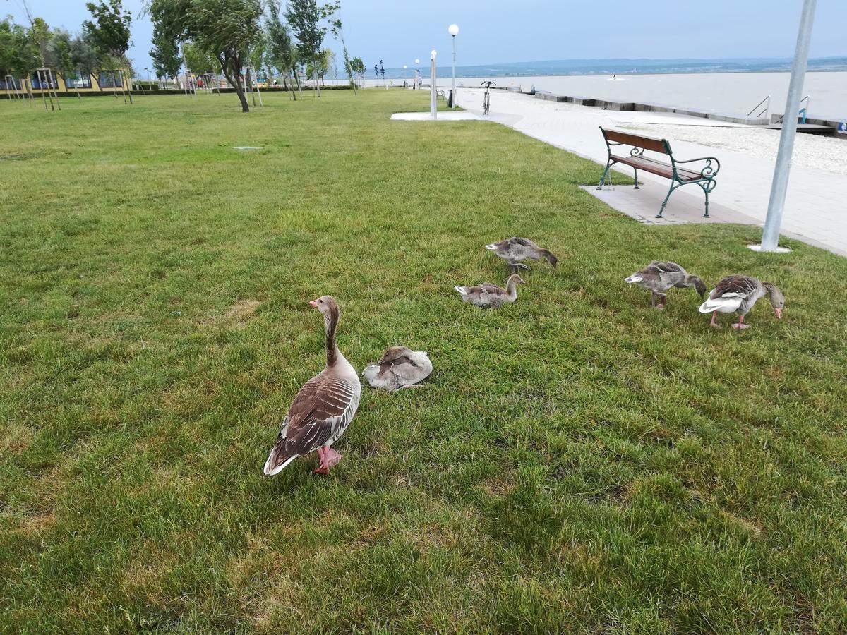 Ferienwohnungen Feldsee Illmitz Eksteriør bilde